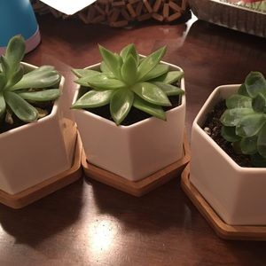 Meet your Posher, Maya